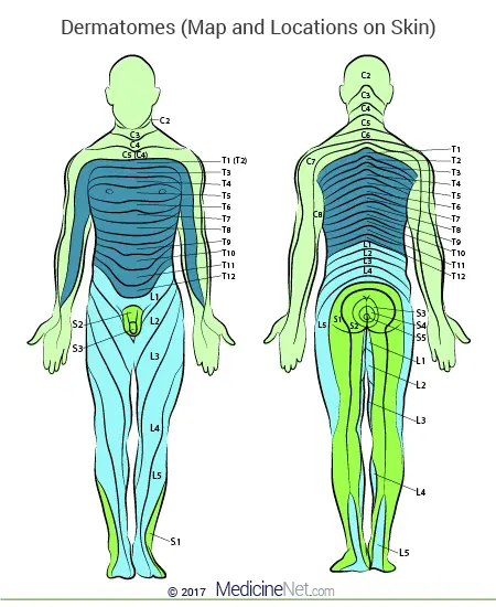 <p>Anterior proximal thigh</p>