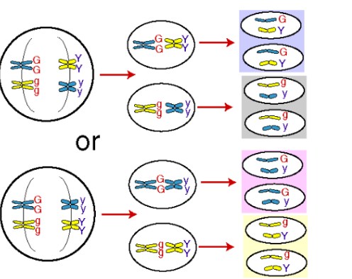 <ul><li><p>In prophase I/metaphase I, the order in which the homologous chromosomes pair up is by chance. </p></li></ul><ul><li><p>Even though the same genes are distributed to each new cell, the allele distribution is completely random.</p></li></ul><p>Note: Alleles are like the parts of a gene that determine traits like hair colour, eye colour, etc.</p><ul><li><p>The resulting gametes therefore have different combinations of chromosomes.</p></li></ul><p></p>