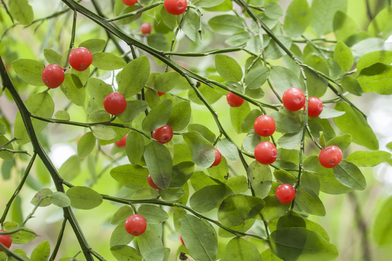 <p>Vaccinium parvifolium </p>
