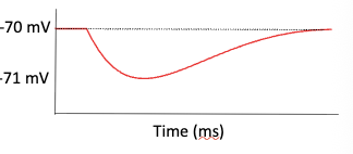 <p>Chemically-gated K+ channel graded potential</p>