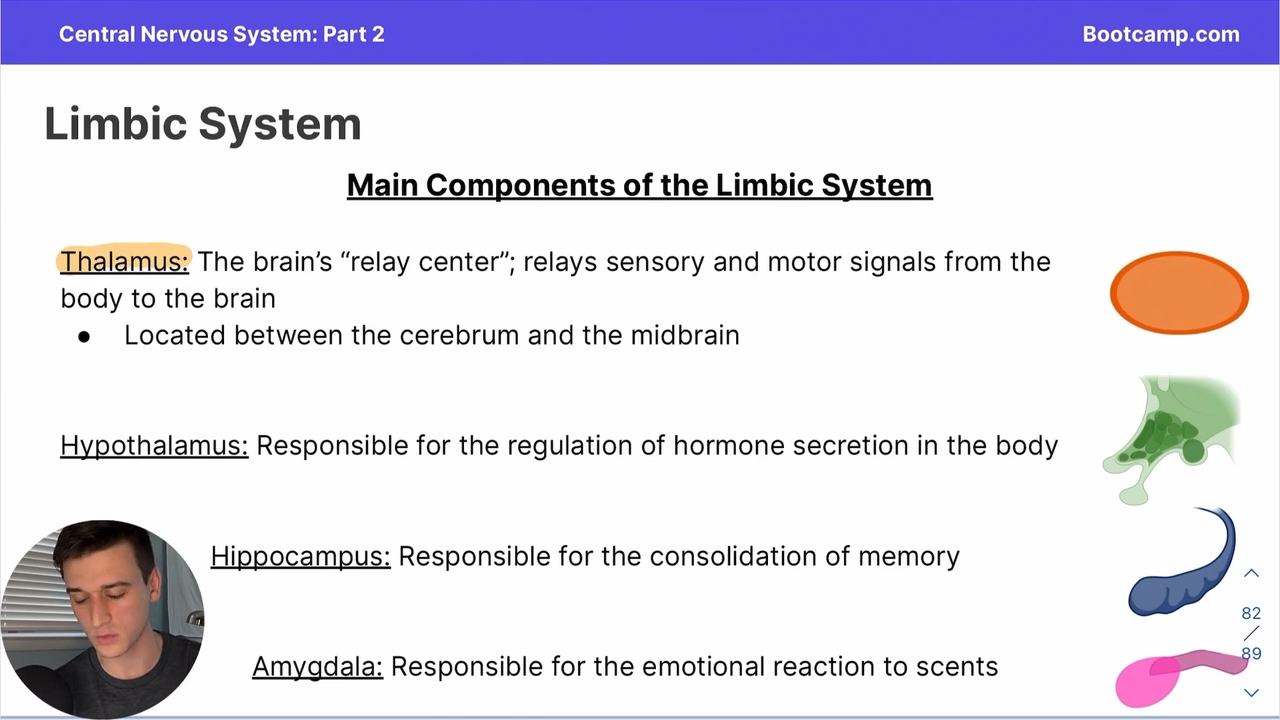 <p>in the limbic system, regulates bodily hormones </p>