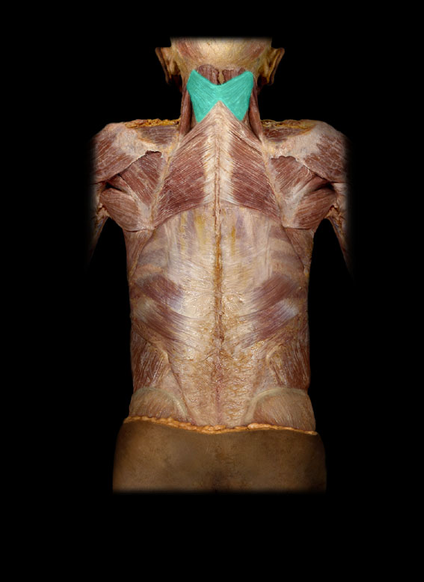 <p>Splenius capitis m.</p>
