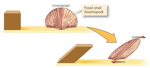 <p><span>Geologists commonly refer to distortion as </span><strong>strain</strong><span>. We distinguish among different kinds of strain according to the nature of the change which developed during deformation. Which </span><strong>type of strain</strong><span> is indicated in the figure below?</span></p>