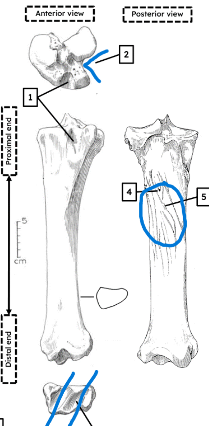 <ul><li><p>obtuse, broad notch</p></li><li><p>distinct ridges </p></li><li><p>diagonal grooves in distal articulation</p></li></ul><p></p><p>horse tibia</p><p></p>