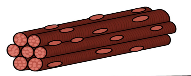 <ul><li><p>voluntary</p></li><li><p>movement</p></li><li><p>posture</p></li><li><p>production of heat</p></li><li><p>striations</p></li></ul><p></p>