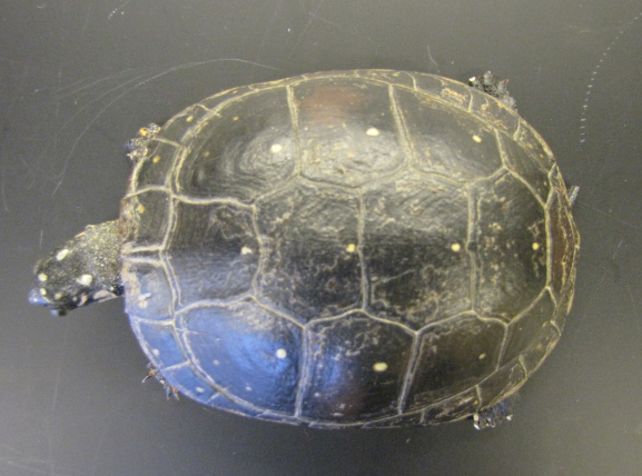 <p>Common name, Family, Scientific Name?</p>