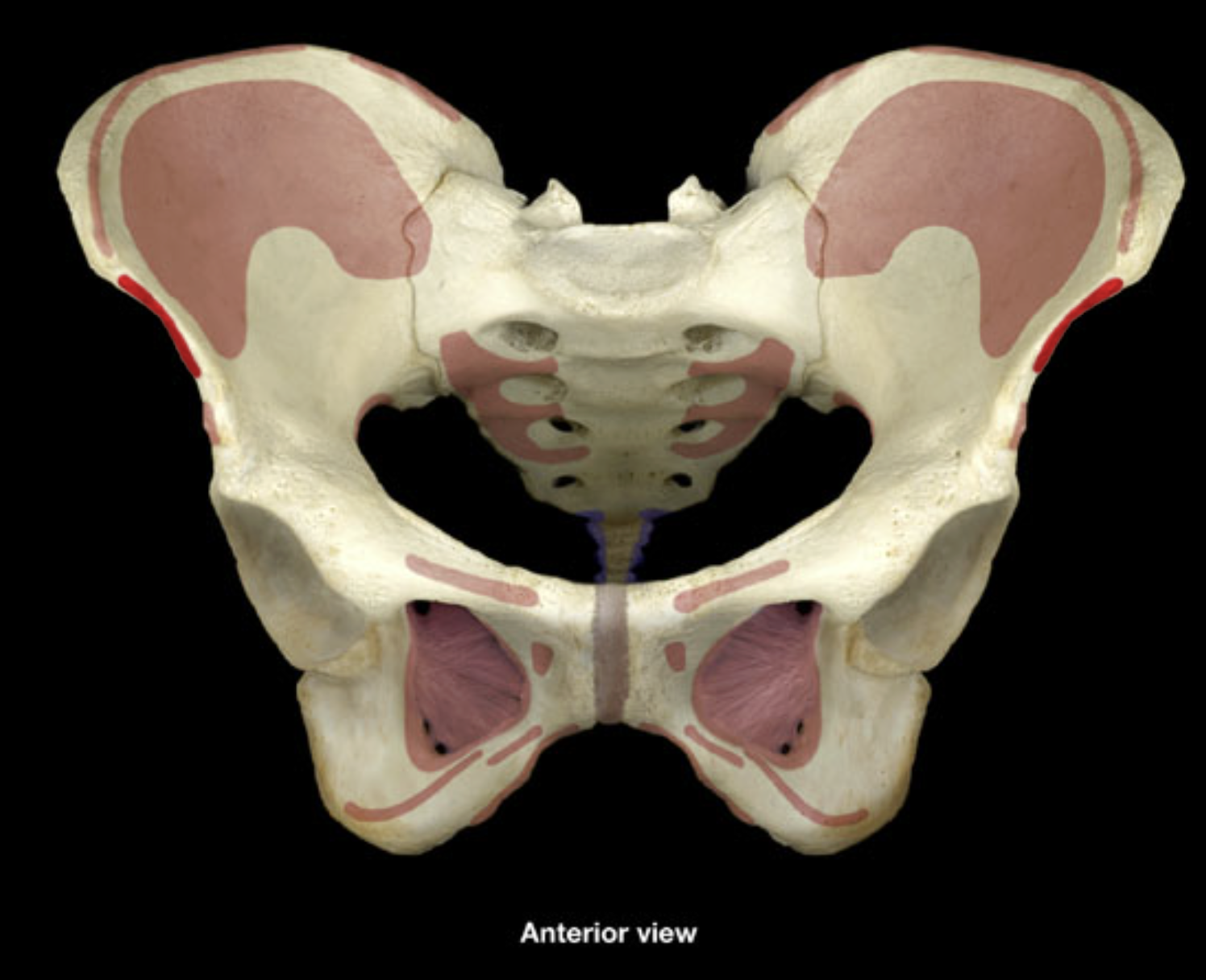 <p>anterior superior iliac spine</p>