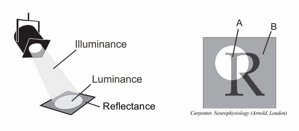 <p>what does this suggest: </p><p>Brightly illuminated black (A) might have a luminance greater than dimly illuminated white (B</p>