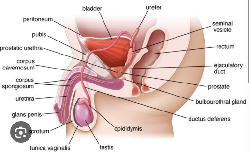 <p>What is the pathway of sperm from the testes to the external urethral orifice?</p>
