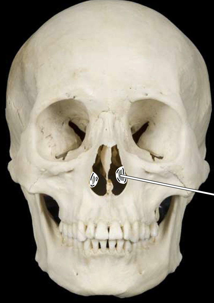 knowt flashcard image
