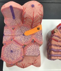 <p>Identify this blood vessel.</p>