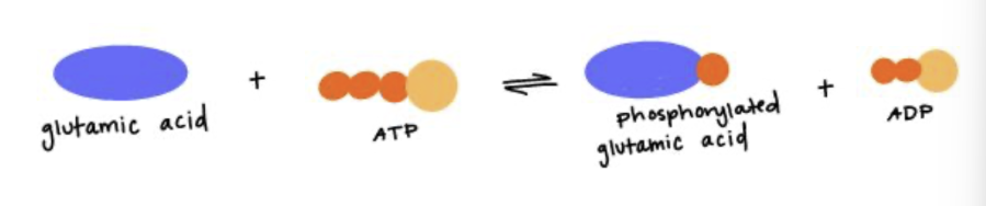 <p>The enzyme that catalyzes the reaction shown should have what properties at its active site? <em>Note - see the amino acid structures in the Quiz Information for the structure of glutamate/glutamic acid.</em></p>