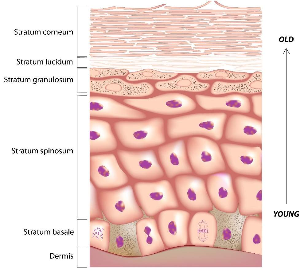 <ul><li><p>Stratum corneum Old</p></li><li><p>Stratum lucidum</p></li><li><p>Stratum granulosum</p></li><li><p>Stratum spinosum <span data-name="arrow_up" data-type="emoji">⬆</span></p></li><li><p>Stratum basale</p></li><li><p>Dermis Young</p></li></ul><p></p>