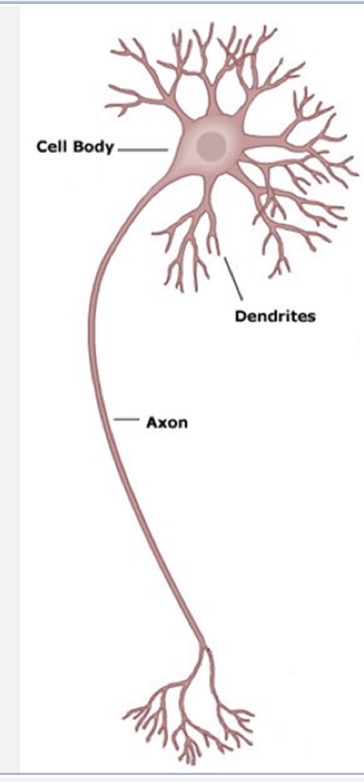 <p>receive signals</p><p>remainder of the neuronal processes</p>