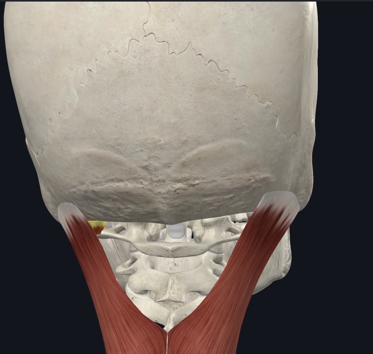 <p>extension of head and bends it to same side</p>