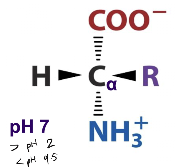 <p>The carboxyl group is in its deprotonated form (COO-) because the pH is greater than 2, contributing a negative charge. The amino group is in its protonated form (NH3+) because the pH is less than 9.5, contributing a positive charge. The overall charge is neutral</p>
