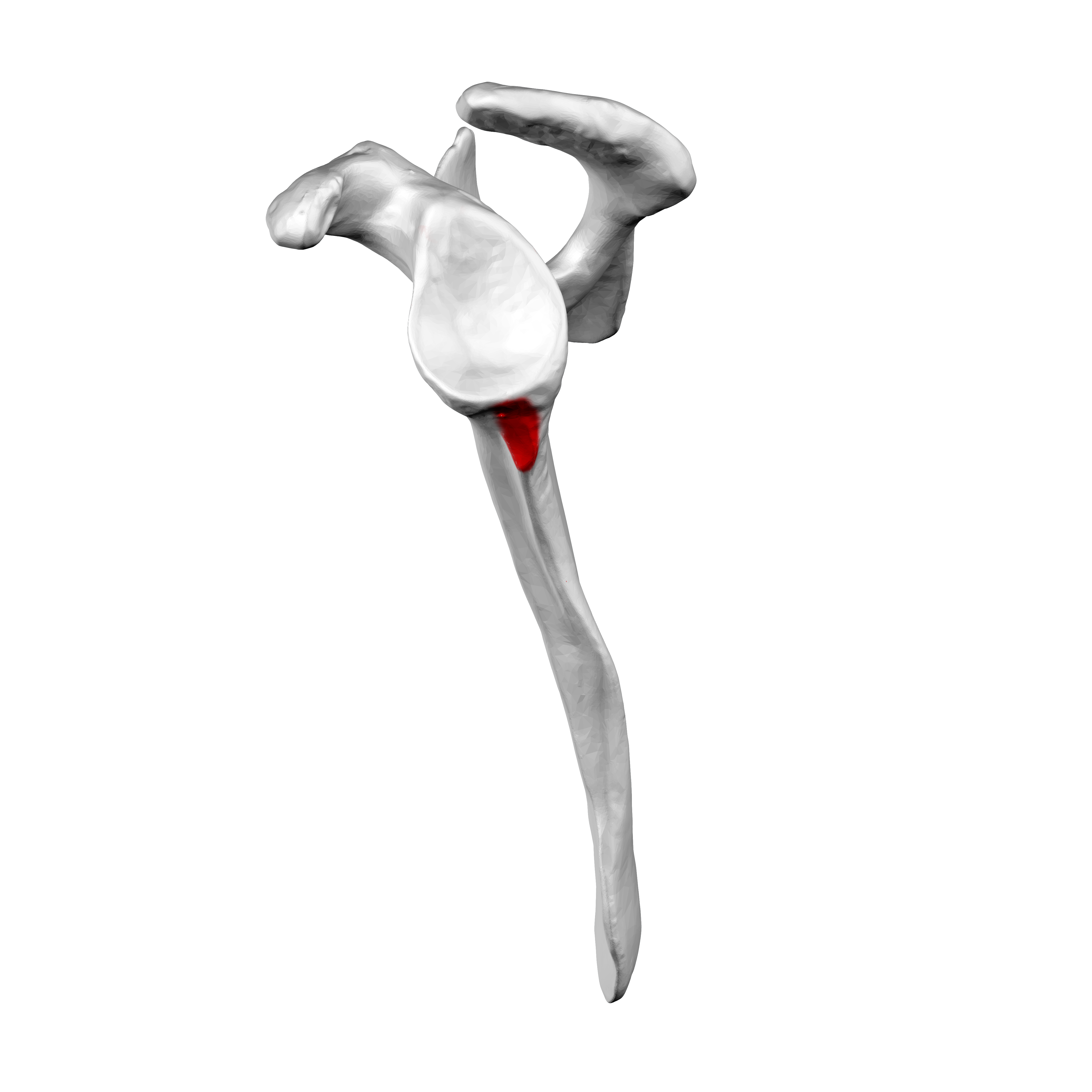 <p>Name the specific part of the bone in red</p>