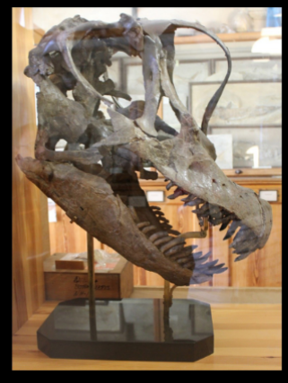 <ul><li><p>upper jurassic </p></li><li><p>USA </p></li></ul><p></p>