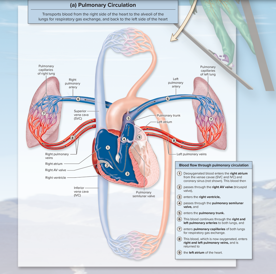 <p><span>Converts deoxygenated blood from the right side of the heart through blood vessels to the lungs for the pickup of oxygen and the release of carbon dioxide, and then back through blood vessels to the left side of the heart.</span></p>