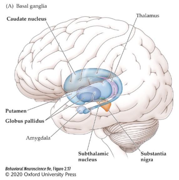 <p><span>important in motor control; reciprocally connected with the cortex</span></p>