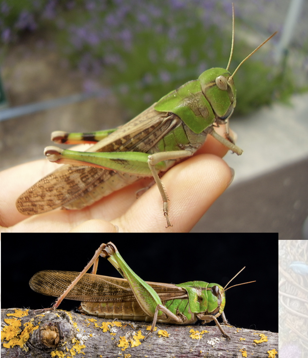 <p>Latin, magyar, védett?</p>