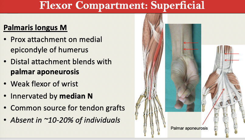 <p>M: Wrist Flexor<br>N: Median<br>PA: Medial Epicondyle<br>PD: Palmar Aponeurosis <br>G: </p>