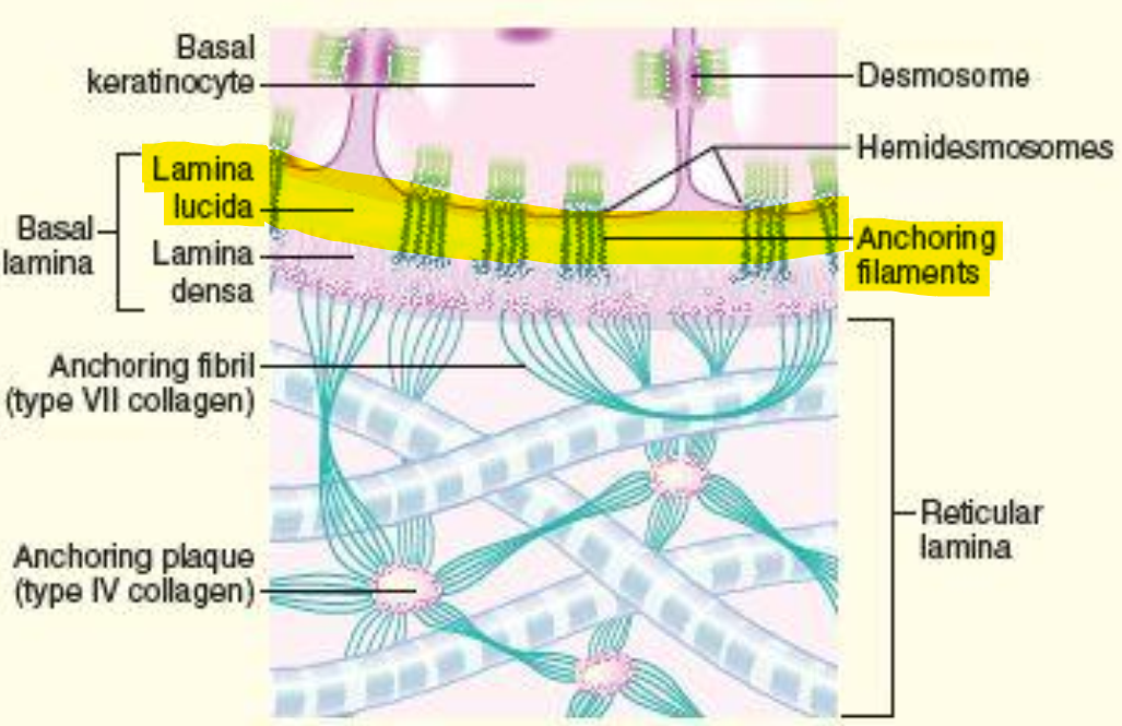 <p>A transparent layer containing<mark data-color="#efdf3b" style="background-color: rgb(239, 223, 59); color: inherit;"> anchoring filaments</mark> that attach to the plasma membrane of the basal keratinocytes</p><ul><li><p>Top layer of the Basal Lamina</p></li><li><p>The filaments are attached below &amp; perpendicular to the hemidesmosomes</p></li></ul><p></p>