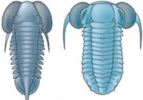 <p>Large eyes and elongate, streamline body</p>