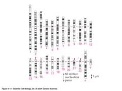<p>Approximately 3 billion base pairs packaged into 23 pairs of chromosomes.</p>