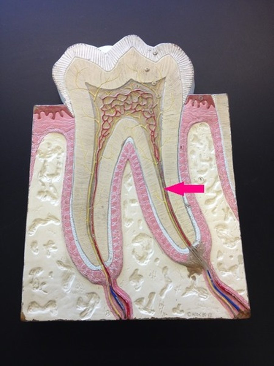 <p>root portion of the nerve</p>