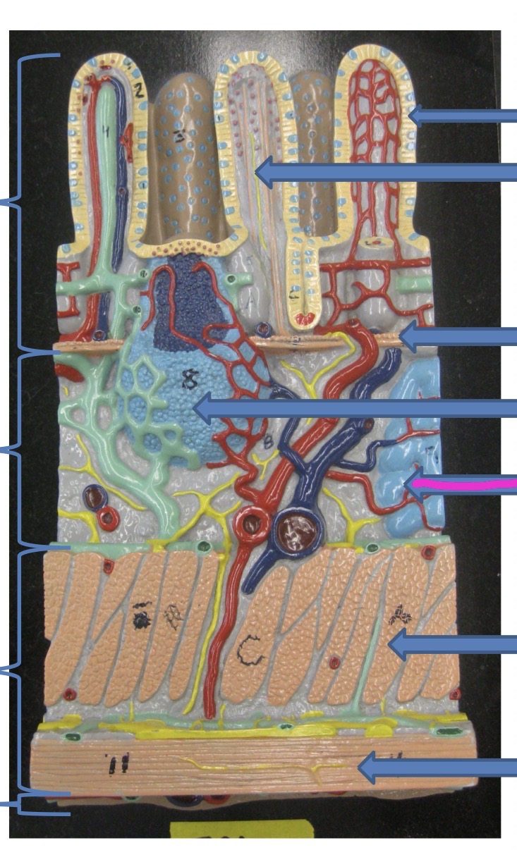 knowt flashcard image