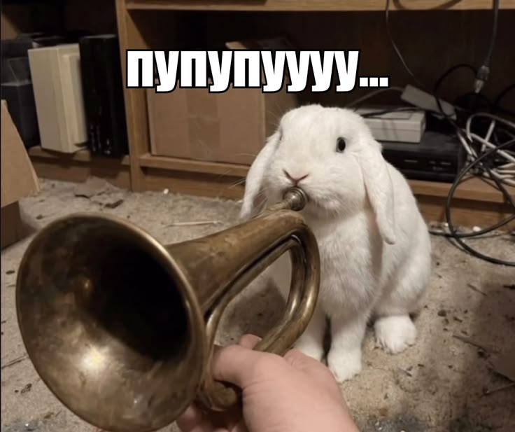 <p>trumpet</p>