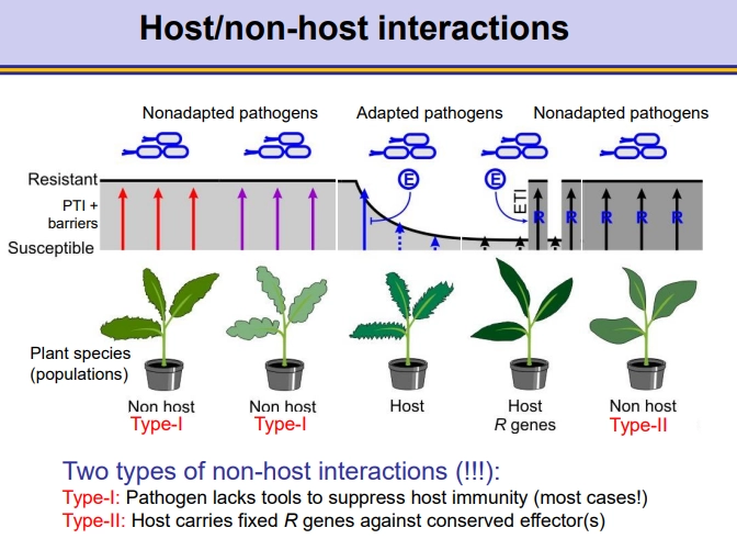 <p>in <strong>non-host</strong> interactions, the pathogen doesn’t affect the plant, either because:</p><ul><li><p><strong>type I</strong> interaction- the pathogen is <strong>non-adapted</strong> to the plant and <strong>can’t suppress</strong> the plant’s PAMP-triggered immunity (<strong>PTI</strong>)</p></li><li><p><strong>type II </strong>interaction- the pathogen<strong> can suppress</strong> the <strong>PTI </strong>response using effectors (produced by <strong>Avr </strong>genes) but the plant carries <strong>fixed </strong>corresponding <strong>R genes</strong> to activate effector-triggered immunity (<strong>ETI</strong>)</p></li></ul><p></p><p>in <strong>host </strong>interactions, the pathogen affects the plant, because:</p><ul><li><p>the pathogen is <strong>adapted </strong>to <strong>suppress </strong>the plant’s PTI response (<strong>compatible </strong>host)</p></li></ul><p>only a select <strong>few </strong>of these plants will have the correct corresponding <strong>R genes</strong> for the effectors of the pathogen, so they can activate the <strong>ETI </strong>response and <strong>not </strong>be affected</p><p></p>