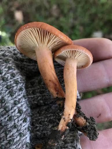 <p>Spore print? </p>