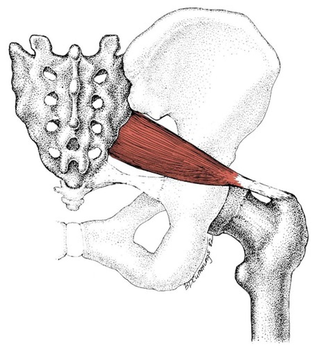 <p>Laterally rotate/Abduct hip</p><p>O: anterolateral sacrum I: greater trochanter</p>