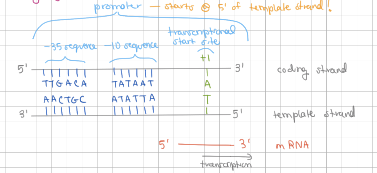 <p>promoters = promote gene expression</p><ul><li><p>direct location for start of transcription</p></li><li><p><u>upstream</u> where transcription begins</p><ul><li><p>in other words, at <u>5</u>’ of nontemplate strand</p></li></ul></li><li><p>contain <em>numbering system</em> relative to transcription start site</p></li></ul><p></p>