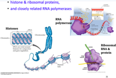 <p>What features do Archaea share with eukaryotes?</p>