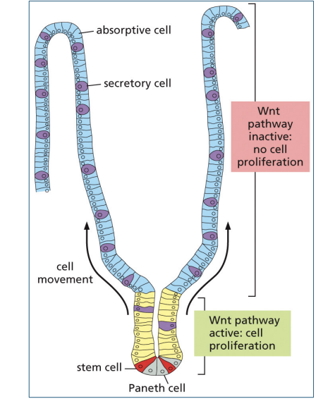 <p>cell proliferation in the crypt</p>