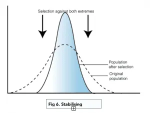 <p>Selecting against both extremes</p>