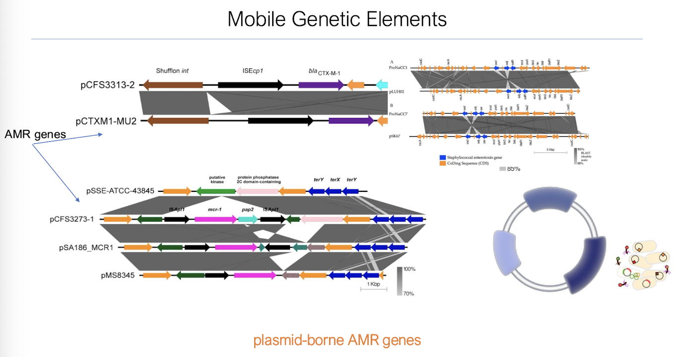 <p>Antimicrobial resistance (AMR) genes are <strong>primarily found in the bacterial genome within plasmids, chromosomes, and transposons,</strong> enabling their transfer and expression. </p><ul><li><p><em>S. aureus </em>can encode for enterotoxins within their plasmids, and AMR genes.</p></li></ul><p></p>