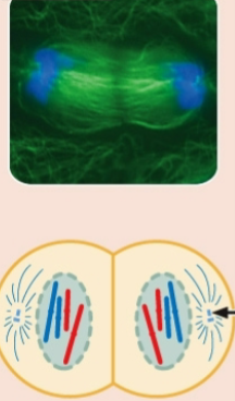 <p>Telophase of mitosis </p>
