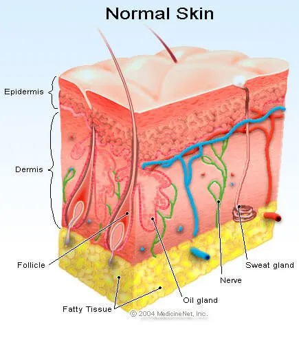 <p>is the most superficial layer of skin</p>