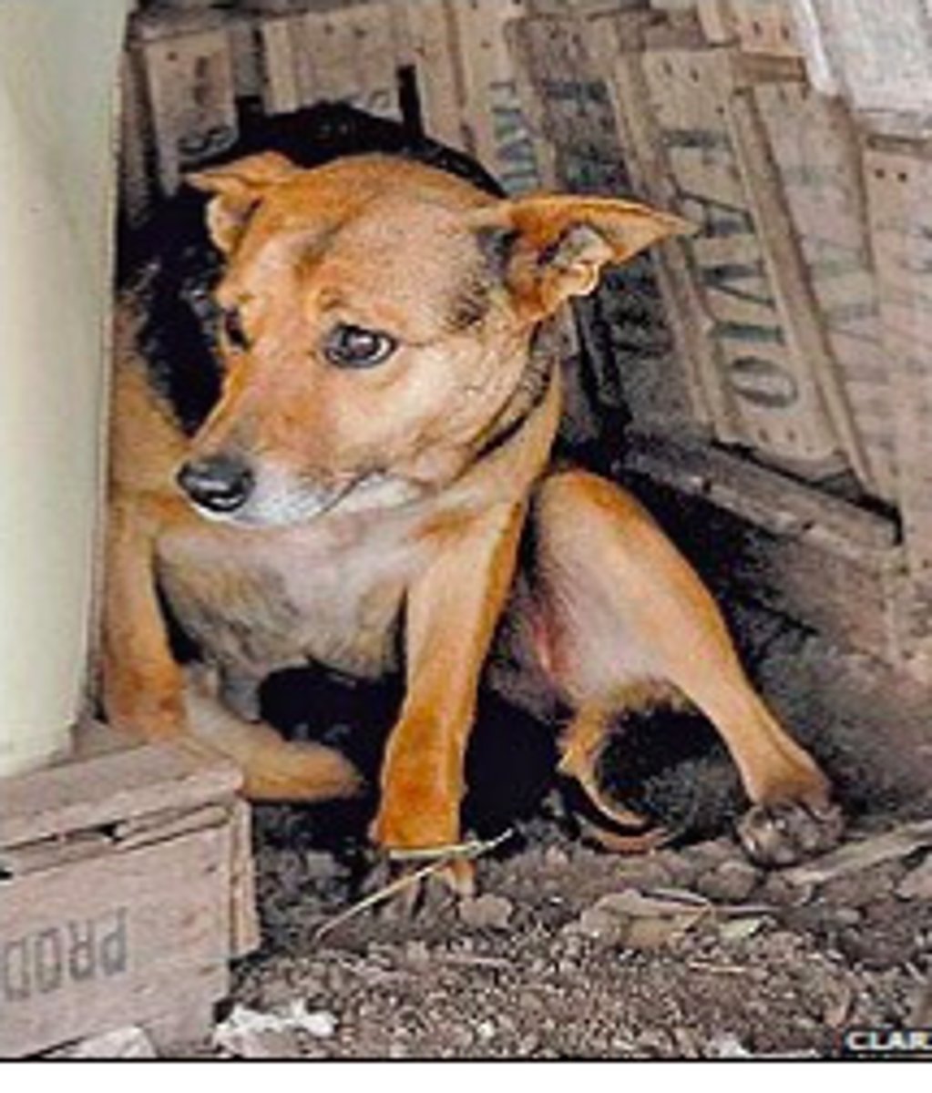 <p>to abandon, the dog abandons his/her puppies</p>
