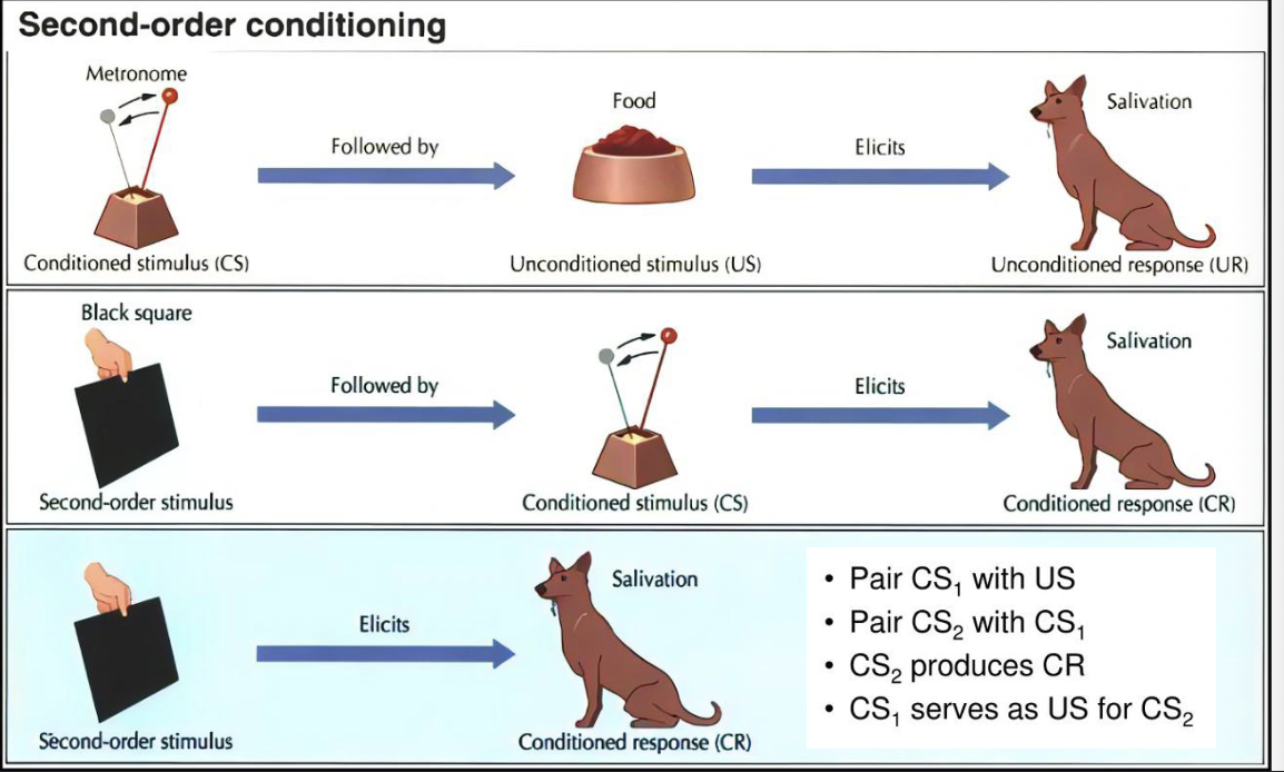 <p>How does second-order conditioning work </p><ol><li><p>Pair CONDITIONED STIMULUS 1 with UNCONDITIONED STIMULUS </p></li><li><p>pair CONDITIONED STIMULUS 2 with CONDITIONED STIMULUS 1 </p></li><li><p>Condition stimulus 2 produces UNCONDITIONED RESPONSE </p></li><li><p>Conditioned stimulus 1 serves as UNCONDITIONED STIMULUS for conditioned stimulus 2</p></li></ol><p></p>