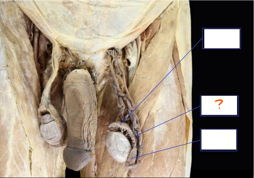 <p>Identify (Be specific)</p>