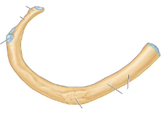 <p>what rib is this and what are the parts</p>