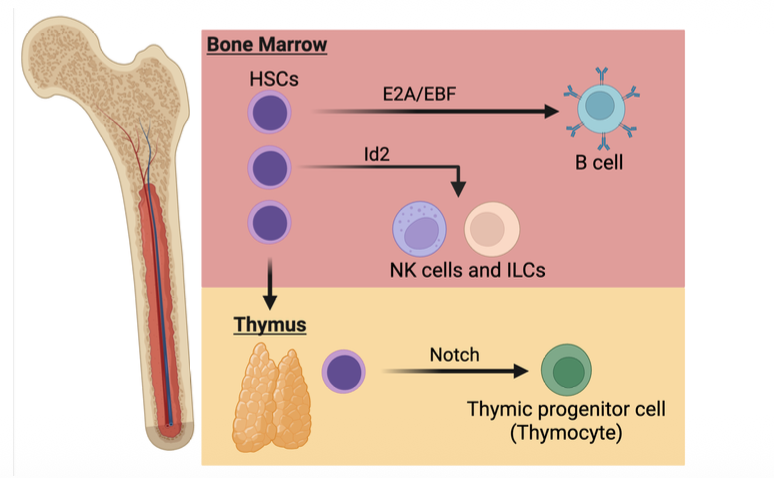 <p>is controlled by master transcription factors</p>
