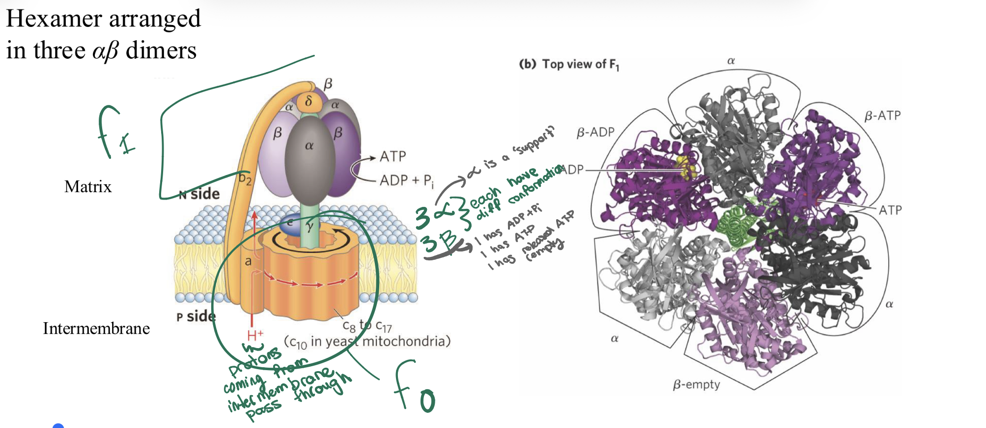 <p>what are two units of ATP synthase? what is difference in alpha and beta subunits? </p>