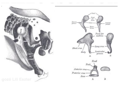 <ul><li><p style="text-align: justify;"><span style="background-color: transparent;"><em>Ossicula auditus</em></span></p></li><li><p style="text-align: justify;"><span style="background-color: transparent;">A dobüregben helyezkednek el</span></p></li><li><p style="text-align: justify;"><span>Ízülettel kapcsolódnak egymáshoz</span><span style="background-color: transparent;">, tehát elmozdulást végezhetnek</span></p></li><li><p style="text-align: justify;"><span><strong>3</strong> <strong>hallócsont</strong></span><span style="background-color: transparent;">: kalapács, üllő és kengyel</span></p><ul><li><p style="text-align: justify;"><span><strong>Kalapács</strong></span><span style="background-color: transparent;">: nyele a dobhártyához rögzül</span></p></li><li><p style="text-align: justify;"><span><strong>Kengyel</strong></span><span style="background-color: transparent;">: talpa a belső fül ovális ablakához rögzül</span></p></li><li><p style="text-align: justify;"><span><strong>Üllő</strong></span><span style="background-color: transparent;">: a kalapáccsal és a kengyellel is ízületet képez</span></p></li></ul></li><li><p style="text-align: justify;"><span style="background-color: transparent;">A dobüreg belsejében két apró, de a működés szempontjából jelentős izom található, a </span><span><strong><em>dobhártyafeszítő izom</em></strong></span><span style="background-color: transparent;"> és a </span><span><strong><em>kengyelizom</em></strong></span><span style="background-color: transparent;"> → ezek az izmok túl erős hang, azaz túl nagy kitérésű rezgés esetén megfeszülnek és csökkentik a dobhártya, valamint a hallócsontok rezgéseit</span></p></li></ul><p></p>