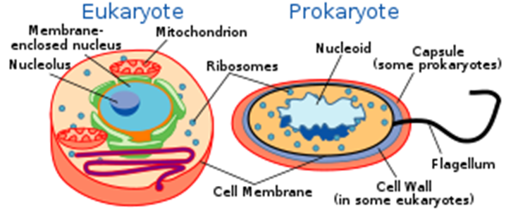 <p>&nbsp;</p><p>Cell replication is critical</p><p>for both eukaryotes and</p><p>prokaryotes.</p><p><strong>It allows existing cells</strong></p><p><strong>to produce new cells</strong></p><p><strong> allows existing cells to grow, develop and repair themselves</strong></p>